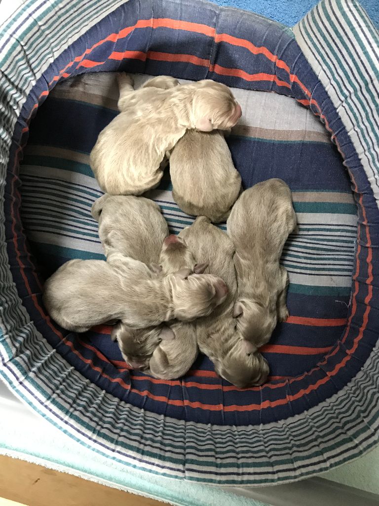 Les chiots à 1 semaine